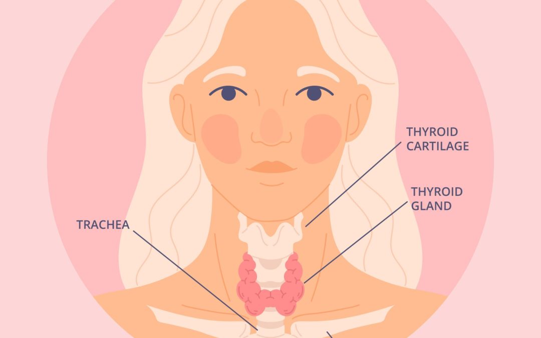 A quoi sert votre thyroïde ?