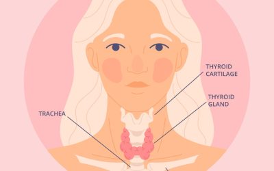 A quoi sert votre thyroïde ?